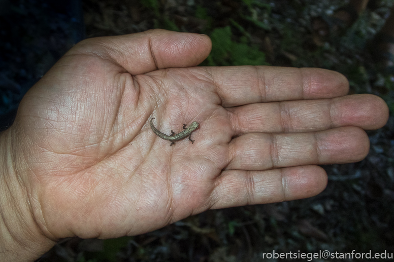 smallest chameleon